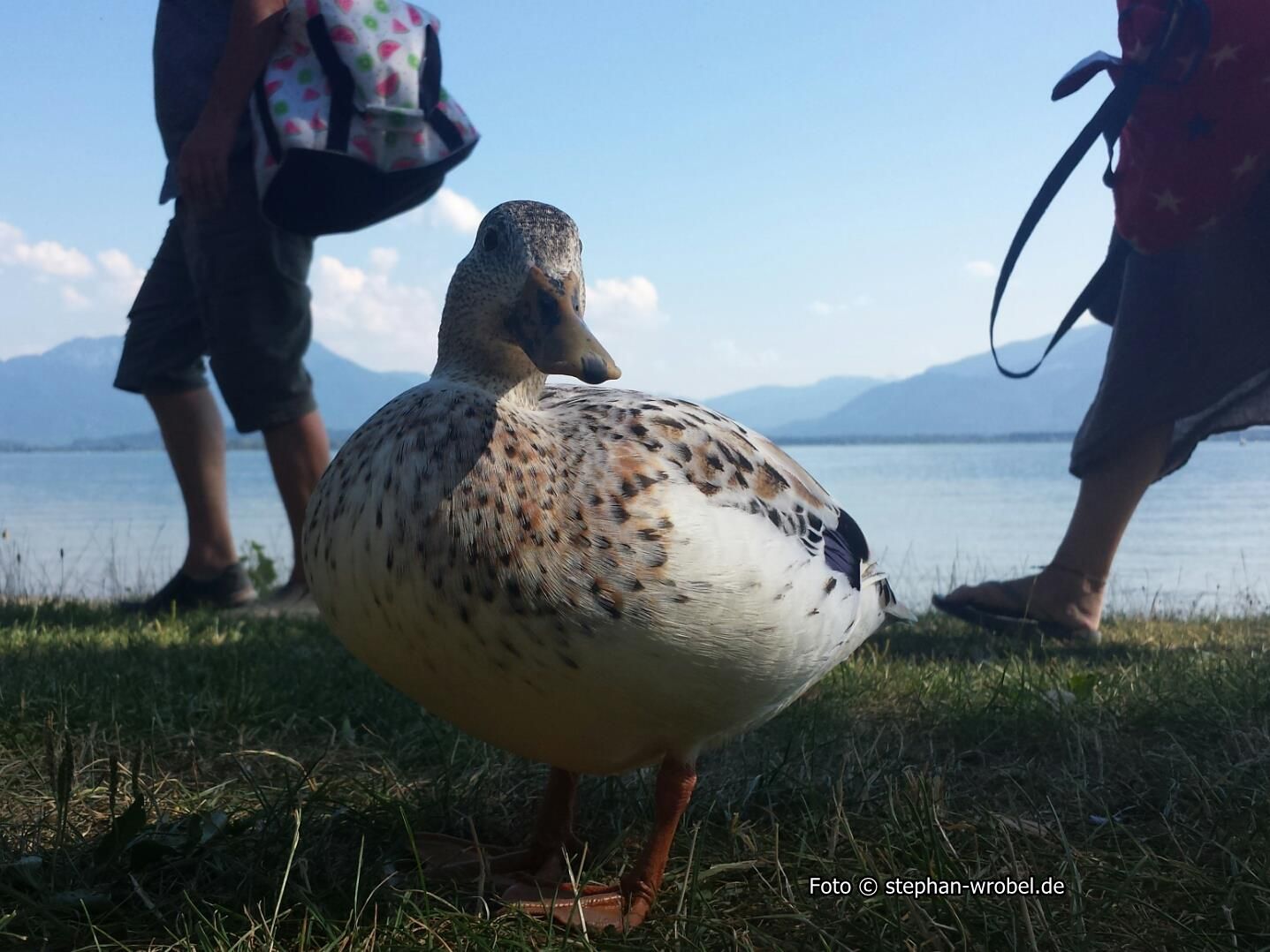 Beispielfoto: Kategorie "Foto Augen-BLiCKE", hier: Fraueninsel, Chiemsee Ente1